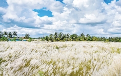 শরতের কাশফুল  