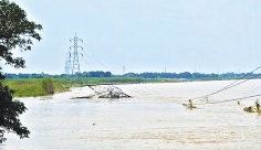 কুষ্টিয়ায় পদ্মার ভয়াবহ ভাঙন  