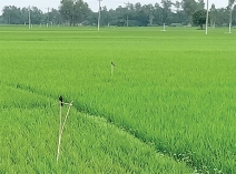 পরিবেশবান্ধব পার্চিং পদ্ধতি জনপ্রিয় হয়ে উঠেছে  