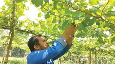 আঙুরের বাণিজ্যিক চাষ হচ্ছে চাঁদপুরে  