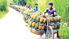 জিআই পণ্যের স্বীকৃতি পেলো মধুপুরের আনারস  