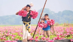 শাপলা ফুলে জীবিকা 