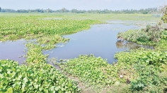 জমির চেয়ে ক্যানেল উঁচু ১৫০০ বিঘা জমি জলাবদ্ধ  