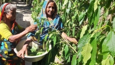 ওষুধি গাছের চাষ করে রংপুরের ঘরে ঘরে স্বচ্ছলতা