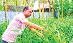 বস্তায় আদা চাষে উত্তরাঞ্চলে সুদিন  