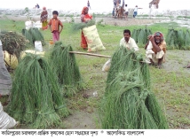 ছনপাতায় জীবিকা  