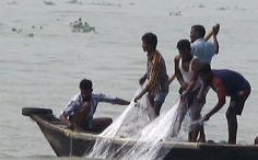 নৌ-সীমানার ৭০কি:মিটারে প্রকাশ্যে শিশু-কিশোরকে জেলে সাজিয়ে মা’ইলিশ নিধন