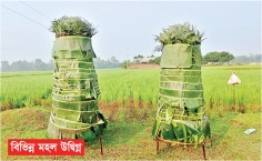 অভিনব পদ্ধতিতে বক শিকার  