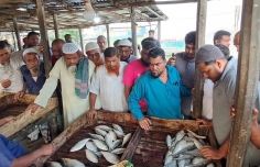 চাঁদপুরে ক্রেতা-বিক্রেতায় সরগরম হয়ে উঠেছে ইলিশের আড়ত