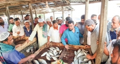 ক্রেতা-বিক্রেতায় মুখরিত ইলিশের আড়ত 