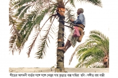 রস সংগ্রহে খেজুর গাছ পরিচর্যায় ব্যস্ত গাছিরা  