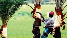 সিরাজগঞ্জে ব্যস্ত সময় পার করছেন গাছিরা