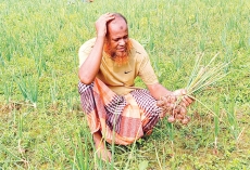 পেঁয়াজের ফলন বিপর্যয়ে বিপাকে কৃষকরা  