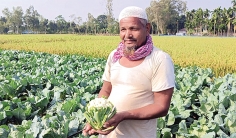 আগাম ফুলকপিতে তৃপ্তির হাসি  