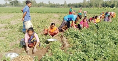 মাঠে মাঠে আগাম আলু উত্তোলনের ব্যস্ততা  