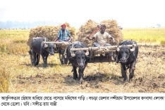 কালের বিবর্তনে হারিয়ে যাচ্ছে মহিষের গাড়ি  