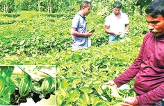 পটোল চাষে স্বাবলম্বী  