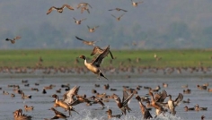 অতিথি পাখির কলকাকলিতে মুখর দিনাজপুরের শুখ সাগর দিঘি