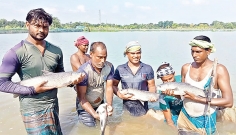 মাছ চাষে বদলে গেছে কুষ্টিয়ার গ্রামীণ অর্থনীতি  