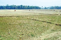 সেচের কারণে শত একর কৃষিজমি অনাবাদি থাকার শঙ্কা  