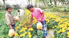 ফুলের নার্সারিতে বাড়ছে কর্মসংস্থান  