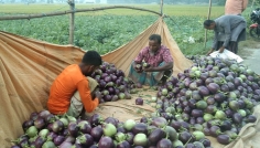 আগাম বেগুন চাষে লাভবান কৃষক