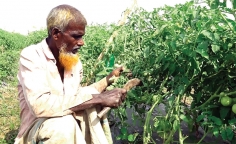 বিষমুক্ত সবজি চাষে আগ্রহ বাড়ছে  