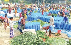 খিরা আবাদ লক্ষ্যমাত্রা ছাড়িয়েছে  