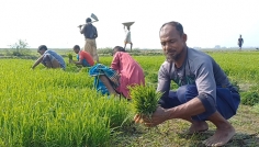 কিশোরগঞ্জের হাওরে বোরো ধানের লক্ষ্যমাত্রা ৮ লাখ মেট্রিকটন