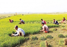 কিশোরগঞ্জ হাওরে বোরোর লক্ষ্যমাত্রা ৮ লাখ টন  