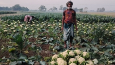 মানিকগঞ্জে লোকসানের মুখে ফুলকপি চাষিরা