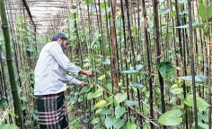 পান চাষে ফিরছে সচ্ছলতা  