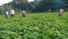 তাড়াইলে খিরা চাষে লোকসানের মুখে কৃষকরা 