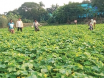 খিরার ফলনে ধস লোকসানে কৃষক  