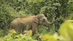 চকরিয়ায় ক্ষেতে পাহারা দেয়ার সময় হাতির আক্রমণে কৃষকের মৃত্যু