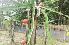 বগুড়ায় বেড়েছে বিদেশি ফল চাষ  