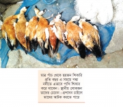 পদ্মায় বিষ টোপ  