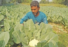 শীতকালীন সবজি বাজারে দরপতন  