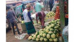 তাড়াইলে ফুলকপির কেজি ৩ টাকা, কৃষকের মাথায় হাত