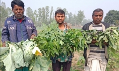 সিরাজগঞ্জে সবজির বাগান কেটে বিনষ্ট করেছে দুর্বৃত্তরা