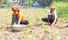 শীতকালীন সবজি চাষে সুদিন ফিরছে  