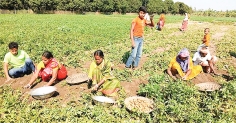 আগাম আলুর চড়া দামে কৃষকের মুখে হাসি  