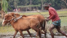 দিনাজপুরে গরু বদলে ঘোড়া দিয়ে হালচাষ ! 