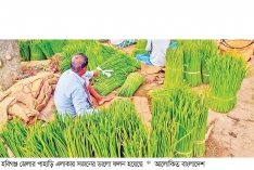সজনের ভালো ফলনে লাভবান কৃষক  