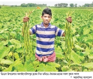 লতিকচু চাষে সাফল্য  