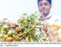 একই গাছে ধরেছে টমেটো-আলু  