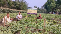 খানসামায় বিষমুক্ত চিচিঙ্গা চাষে সফল কৃষক নুরুল