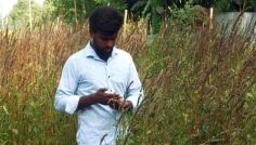 স্বল্প খরচে চিয়া সীড চাষে সফল তরুণ উদ্যোক্তা শিমুল